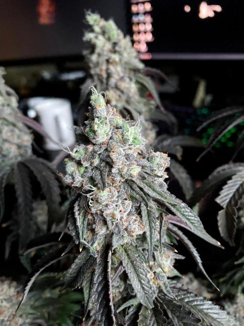 3M 🍋 Black Lemon. Week 19