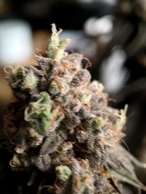 3M 🍋 Black Lemon. Week 19