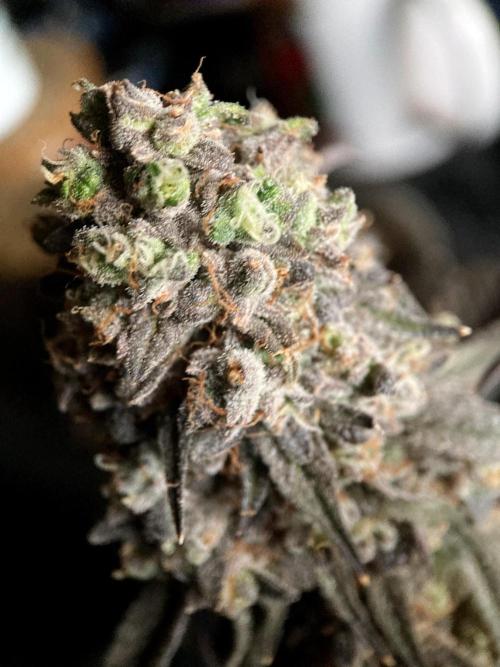 3M 🍋 Black Lemon. Week 19