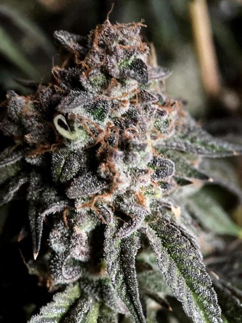 3M 🍋 Black Lemon. Week 19