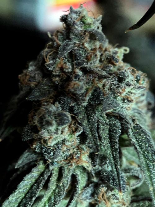 3M 🍋 Black Lemon. Week 19