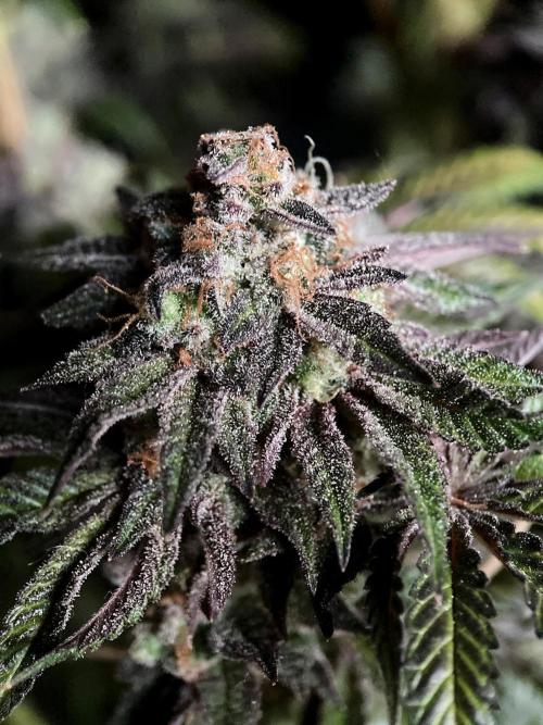 3M 🍋 Black Lemon. Week 19