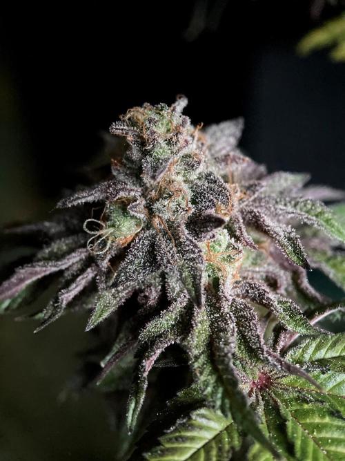 3M 🍋 Black Lemon. Week 19