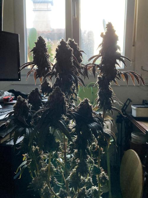 3M 🍋 Black Lemon. Week 19