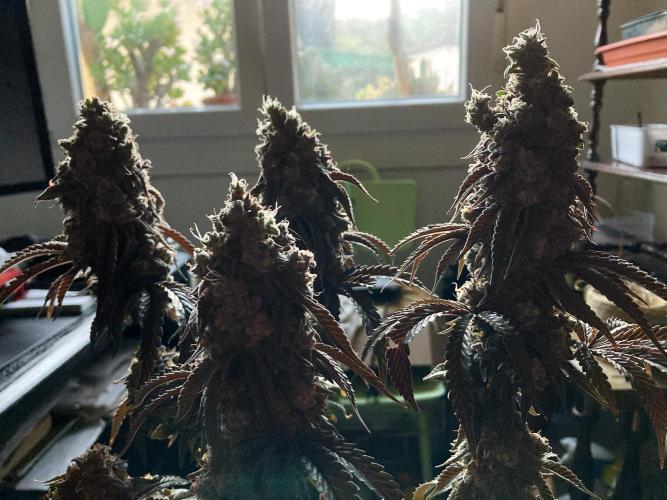 3M 🍋 Black Lemon. Week 19