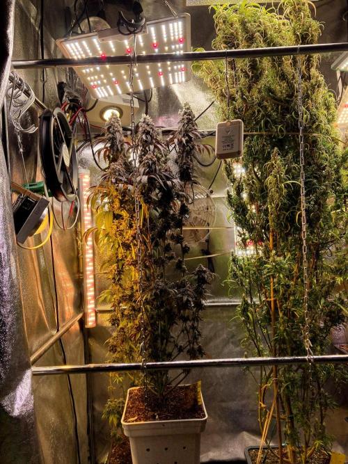 3M 🍋 Black Lemon. Week 19