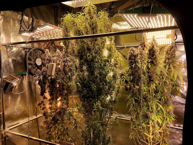 3M 🍋 Black Lemon. Week 19