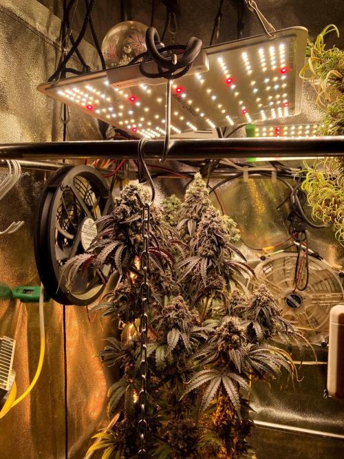 3M 🍋 Black Lemon. Week 19