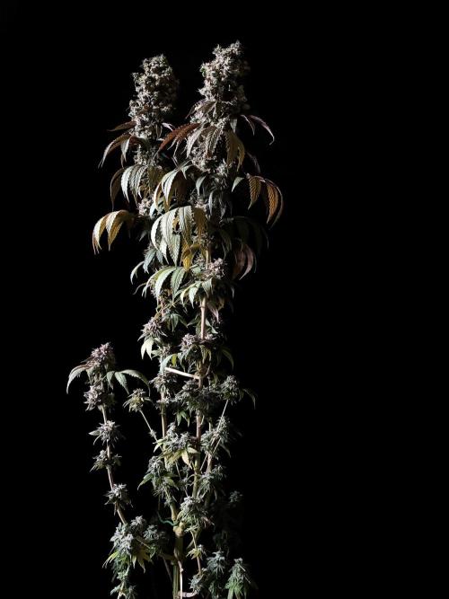 3M 🍏 Green Gelato. Week 19