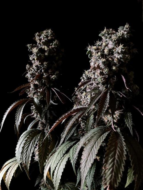 3M 🍏 Green Gelato. Week 19