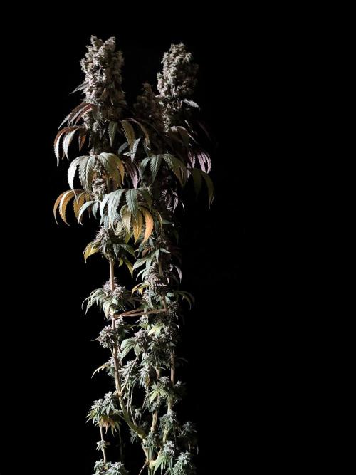 3M 🍏 Green Gelato. Week 19