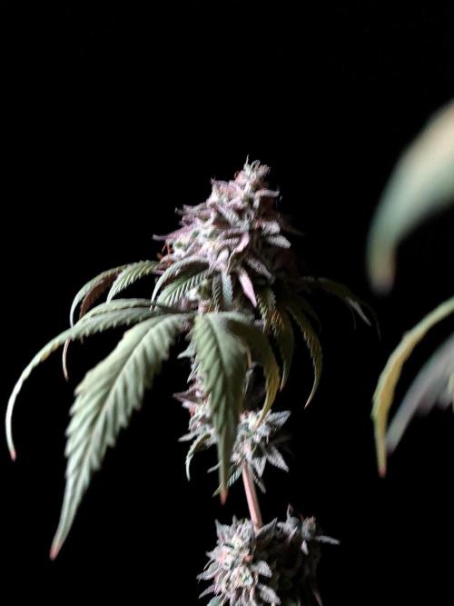 3M 🍏 Green Gelato. Week 19