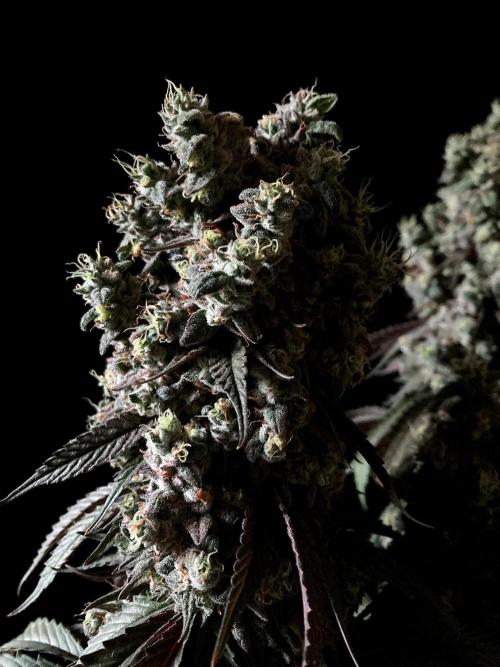 3M 🍏 Green Gelato. Week 19