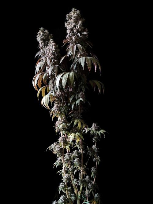 3M 🍏 Green Gelato. Week 19