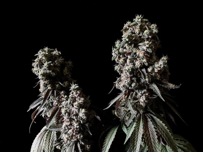 3M 🍏 Green Gelato. Week 19