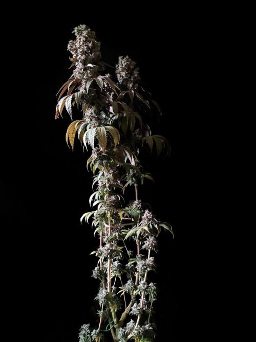 3M 🍏 Green Gelato. Week 19