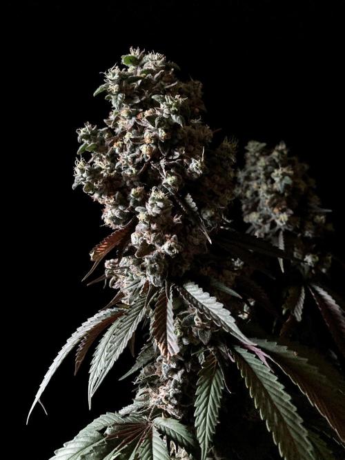 3M 🍏 Green Gelato. Week 19