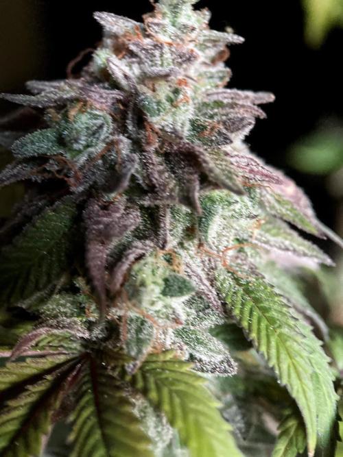 3M 🍏 Green Gelato. Week 19