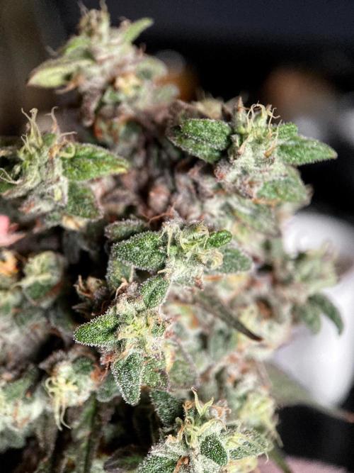 3M 🍏 Green Gelato. Week 19