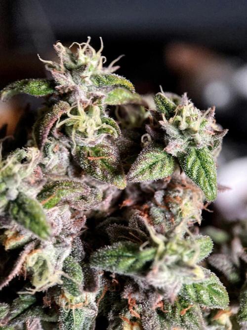 3M 🍏 Green Gelato. Week 19