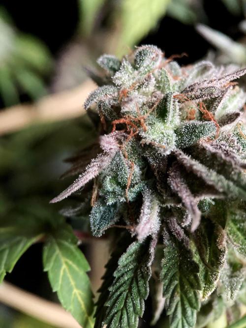 3M 🍏 Green Gelato. Week 19