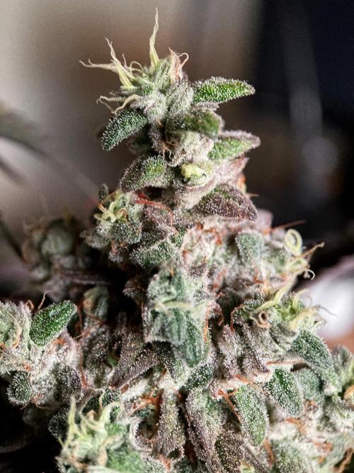 3M 🍏 Green Gelato. Week 19