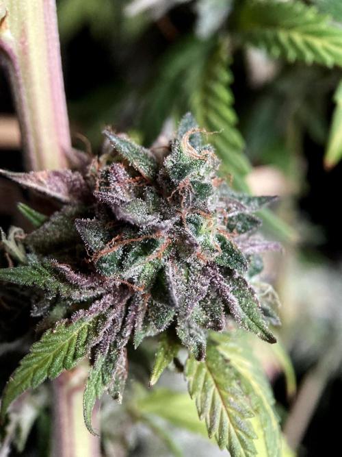 3M 🍏 Green Gelato. Week 19