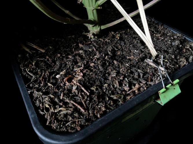 3M 🍏 Green Gelato. Week 19 - Sacred Mulch