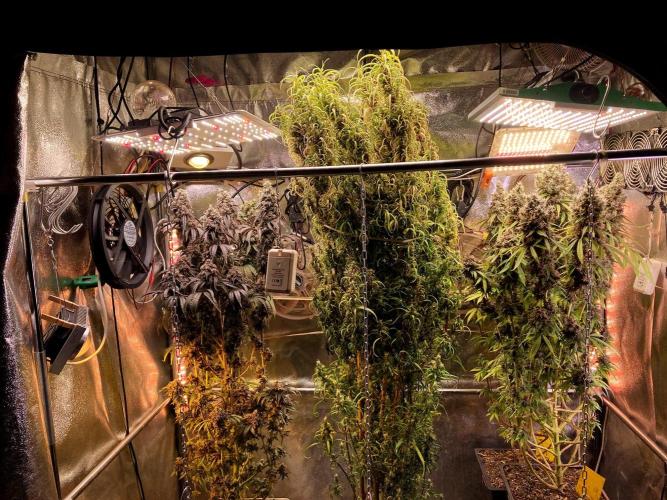 3M 🍏 Green Gelato. Week 19