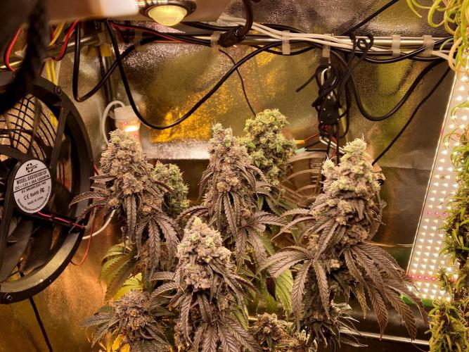 3M 🍏 Green Gelato. Week 19