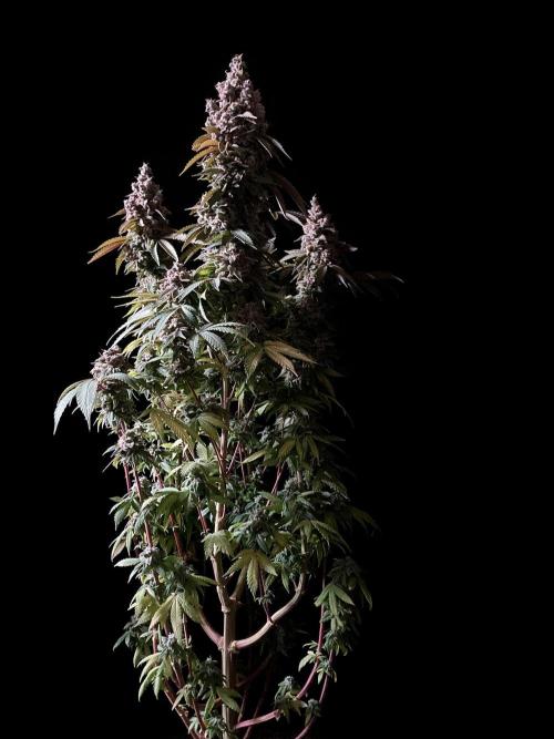 3M ⭕ Panama Red II. Week 19