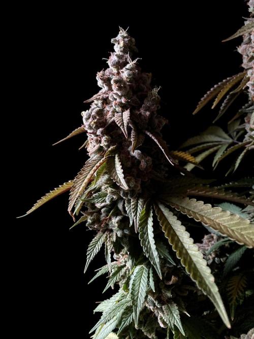 3M ⭕ Panama Red II. Week 19