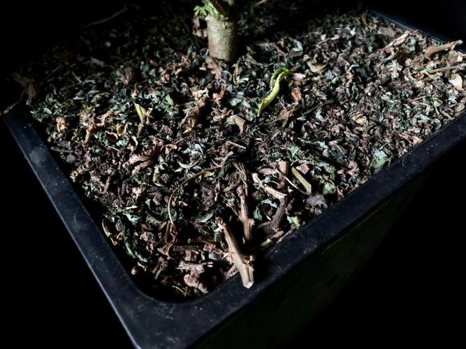 3M ⭕ Panama Red II. Week 19 - Sacred Mulch