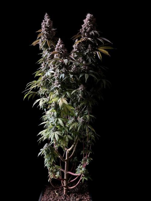 3M ⭕ Panama Red II. Week 19