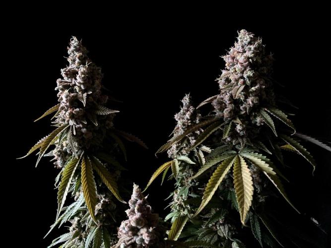 3M ⭕ Panama Red II. Week 19