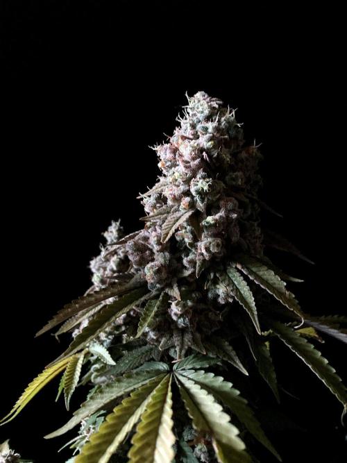 3M ⭕ Panama Red II. Week 19