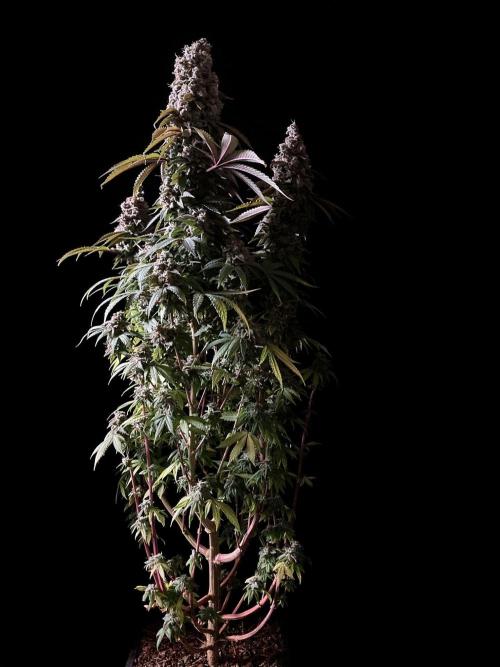 3M ⭕ Panama Red II. Week 19