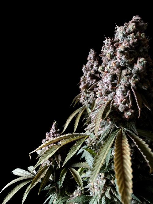 3M ⭕ Panama Red II. Week 19