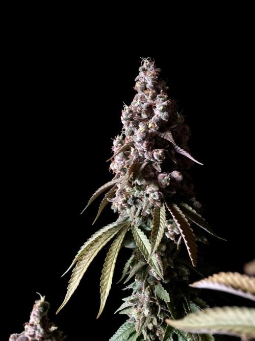 3M ⭕ Panama Red II. Week 19