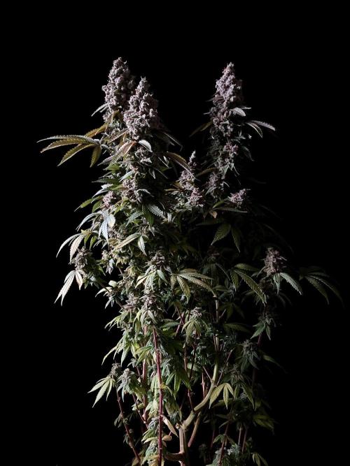 3M ⭕ Panama Red II. Week 19