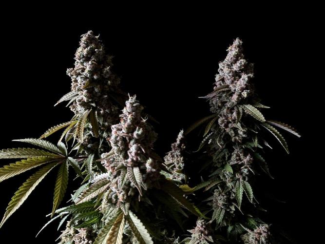 3M ⭕ Panama Red II. Week 19