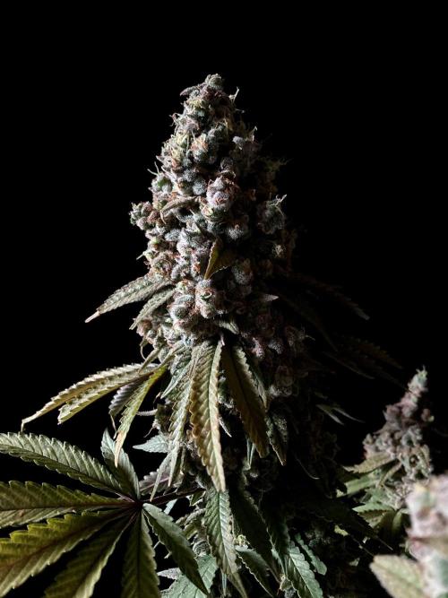 3M ⭕ Panama Red II. Week 19