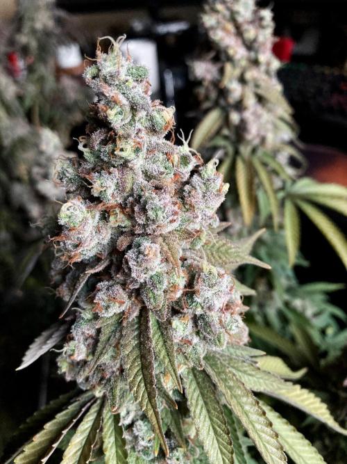 3M ⭕ Panama Red II. Week 19