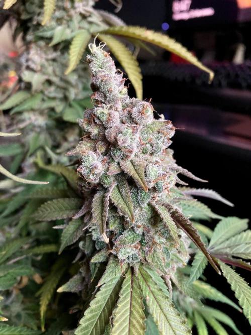 3M ⭕ Panama Red II. Week 19