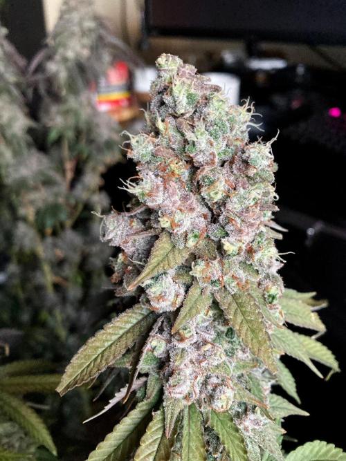 3M ⭕ Panama Red II. Week 19