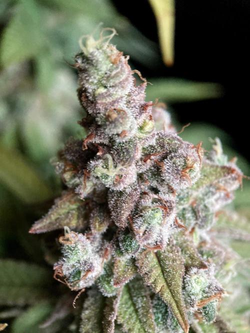 3M ⭕ Panama Red II. Week 19