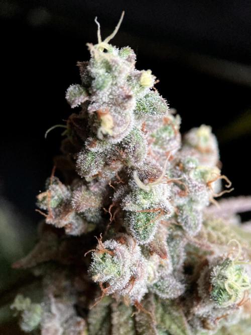 3M ⭕ Panama Red II. Week 19