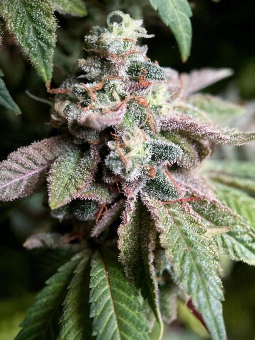 3M ⭕ Panama Red II. Week 19