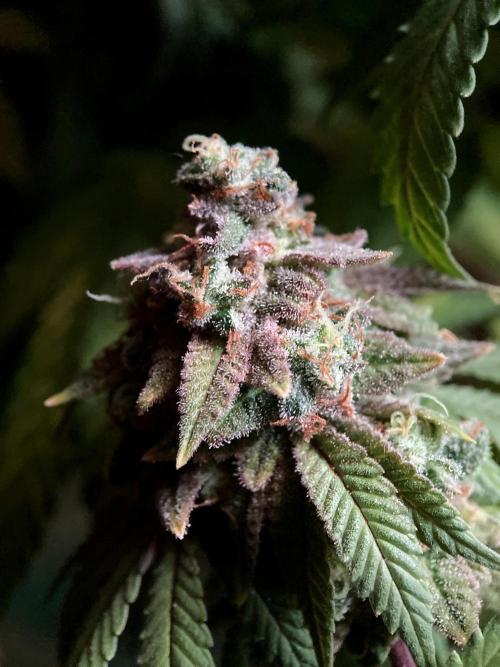 3M ⭕ Panama Red II. Week 19