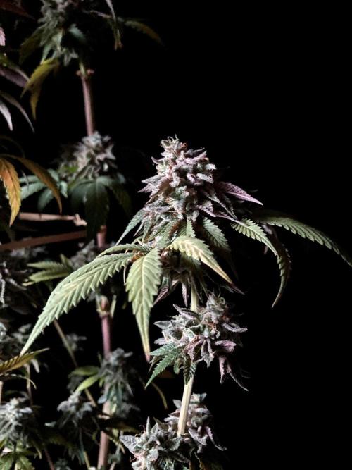 3M ⭕ Panama Red II. Week 19